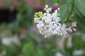 white flowers