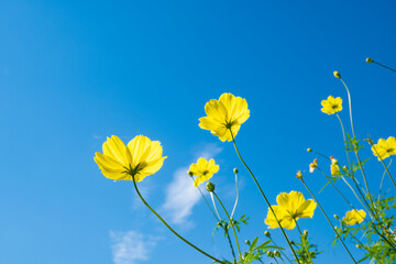 レモンブライト