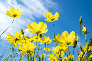 黄色いコスモス