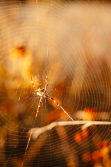 Autumn Spider