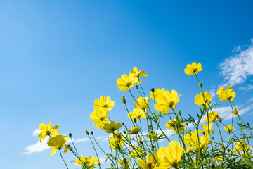 黄色いコスモス