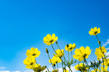 レモンブライト