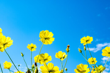 キバナコスモス
