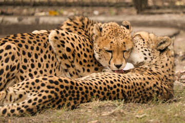 Gepardy z Warszawskiego Zoo. Toaleta, przytulania. © Pit75Wawa