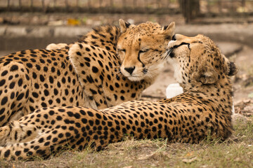 Gepardy z Warszawskiego Zoo. Toaleta, przytulania. © Pit75Wawa