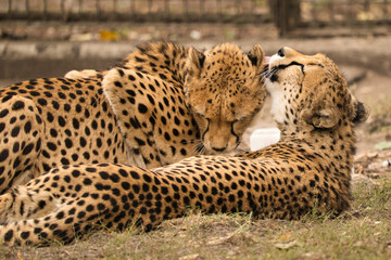 Gepardy z Warszawskiego Zoo. Toaleta, przytulania. © Pit75Wawa