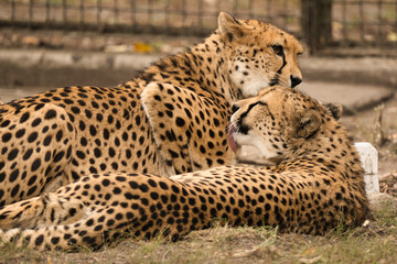 Gepardy z Warszawskiego Zoo. Toaleta, przytulania. © Pit75Wawa