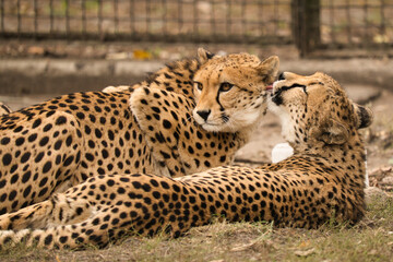 Gepardy z Warszawskiego Zoo. Toaleta, przytulania. © Pit75Wawa