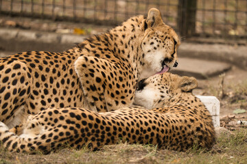 Gepardy z Warszawskiego Zoo. Toaleta, przytulania. © Pit75Wawa