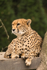 Gepard z Warszawskiego Zoo