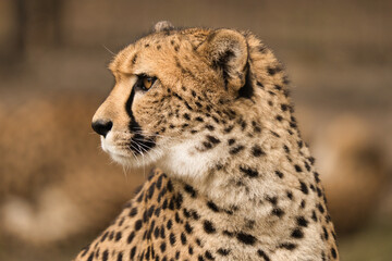 Gepard z Warszawskiego Zoo © Pit75Wawa