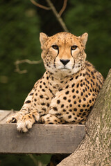 Gepard z Warszawskiego Zoo