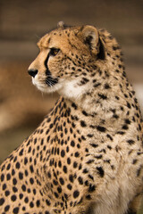 Gepard z Warszawskiego Zoo