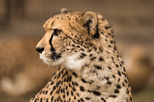 Gepard z Warszawskiego Zoo