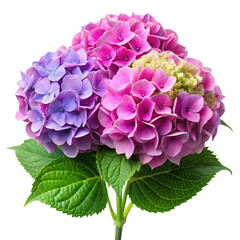 Fototapeta premium Hydrangea Flowers on Transparent Background for Elegant Floral and Decorative Use
