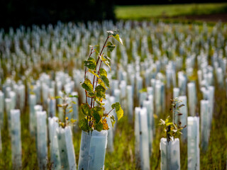 Obraz premium Wiederaufforstung im Mischwald durch das Anpflanzen von jungen Bäumen