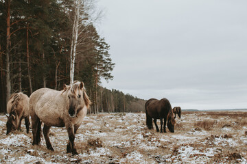 Group of semi-wild konik polski horses at Engure Lake Nature Park, Latvia at winter © Julija