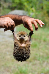 Cute hedgehog in the hands of a man © vrej