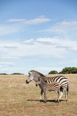 Obraz premium A zebra mum and her baby stand close to each other in the open land