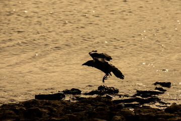 a crown landing on some rocks by the water in the golden light just before sunset