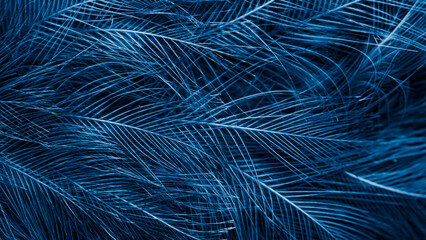 blue feathers with visible texture