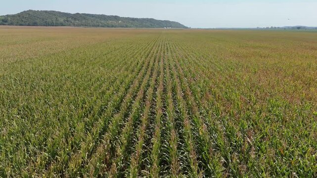 Aerial drone video over a corn field on a nice summer afternoon. Wright Homestead, Lyons Township, Mills County, Iowa, USA.