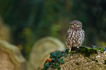 Owl in foggy morning. Little owl, Athene noctua, perched on grave stone overgrown by green ivy. Small cute owl on old cemetery. Autumn in nature. Urban wildlife. Attractive mood scene. Natural habitat