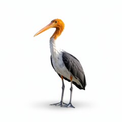 Obraz premium Lesser Adjutant Bird on White Background