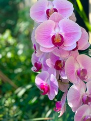 pink orchid flower © Kelsey