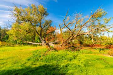 The landmark Willow Tree at the Finch Arboretum which was used as a playground and photo backdrop for many years, now scheduled to be removed due to damage, in Spokane, Washington USA.