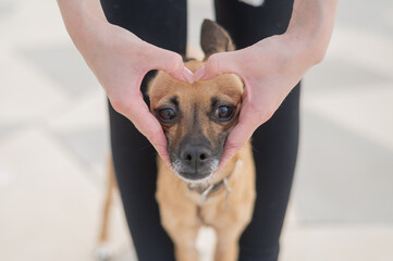 The owner holds her hands in the shape of a heart on the muzzle of the dog Russian Toy Terrier. 