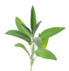 Fresh sage twig isolated on white background. Salvia Officinalis leaves. Medicinal and culinary herb. Clipping path.