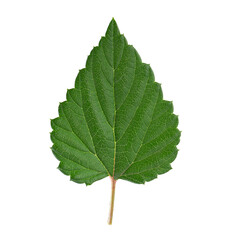 Fresh green hop leaf isolated on a white background. Clipping path.