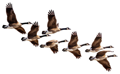 Fototapeta premium PNG Migrating geese in flight formation