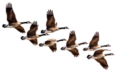 PNG Migrating geese in flight formation