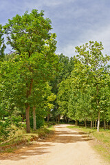Camino de tierra a través de un exuberante bosque verde