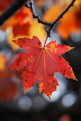 Obraz premium Single Red Maple Leaf Hanging From Branch, Autumn Fall Foliage