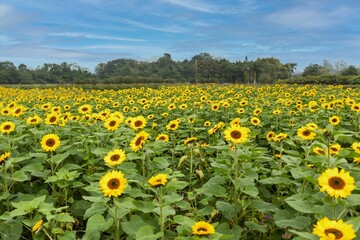 Campo de lindos girass&oacute;is
