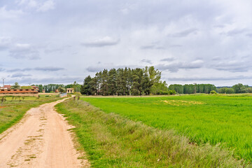 Serene Rural Landscape with Dirt Road and Green Fields