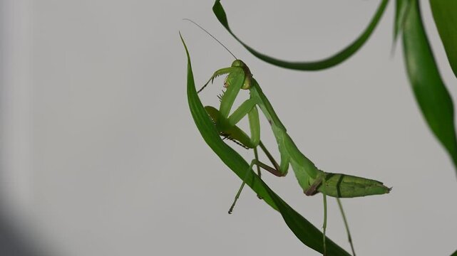 A green colored mantis cleaning its feet and mouth on a green plant. White background.