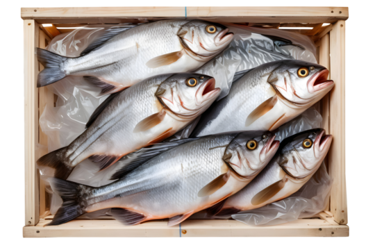 A freshly caught fish packed in plastic and a wooden crate, isolated on a transparent or white background.