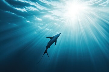 Shark swimming upward in bright ocean waters