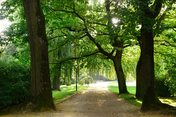 Obraz premium View of park with alley, green trees and street lamps