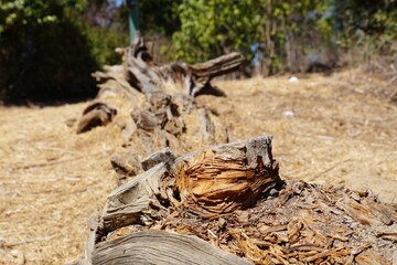 dead nature global warming
