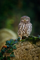 Owl in foggy morning. Little owl, Athene noctua, perched on grave stone overgrown by green ivy. Small cute owl on old cemetery. Autumn in nature. Urban wildlife. Attractive mood scene. Natural habitat