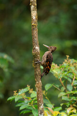 Orange-backed woodpecker - Chrysocolaptes validus bird in Picidae, found in Thailand, Malaya, Sarawak and Sabah in Malaysia, Brunei, Sumatra and Java, forest specialist found in the canopy