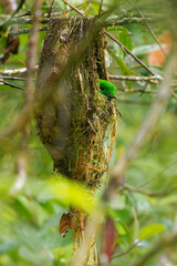 Whitehead's broadbill - Calyptomena whiteheadi bird in Calyptomenidae endemic to the mountain ranges of north-central Borneo, green and black bird nesting in the hanging nests in the forest