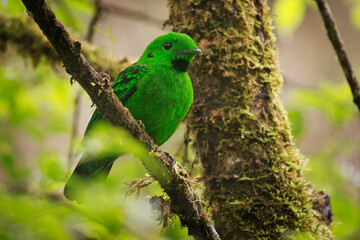 Whitehead's broadbill - Calyptomena whiteheadi bird in Calyptomenidae endemic to the mountain ranges of north-central Borneo, green and black bird nesting in the hanging nests in the forest