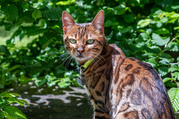 Bengal Cat in Sunlit Garden Setting Highlighting Pet Health and Wellness with Vibrant Colors and Patterns Welfare Concept