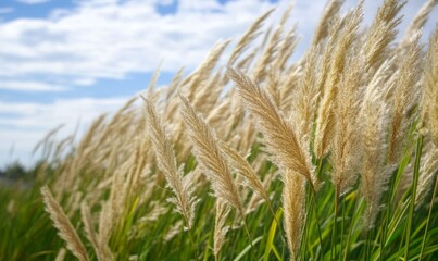Reed grass background close up